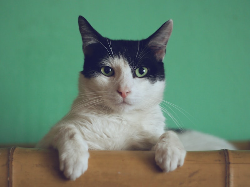 Baño y cepillado · gato
