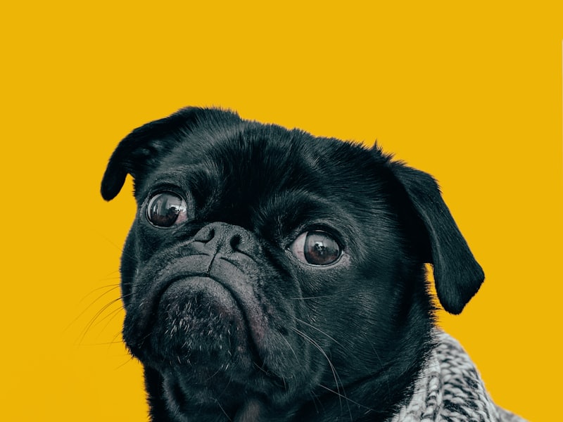 Baño y corte · perro pequeño
